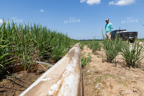 Farmer Checking Irrigation 79679