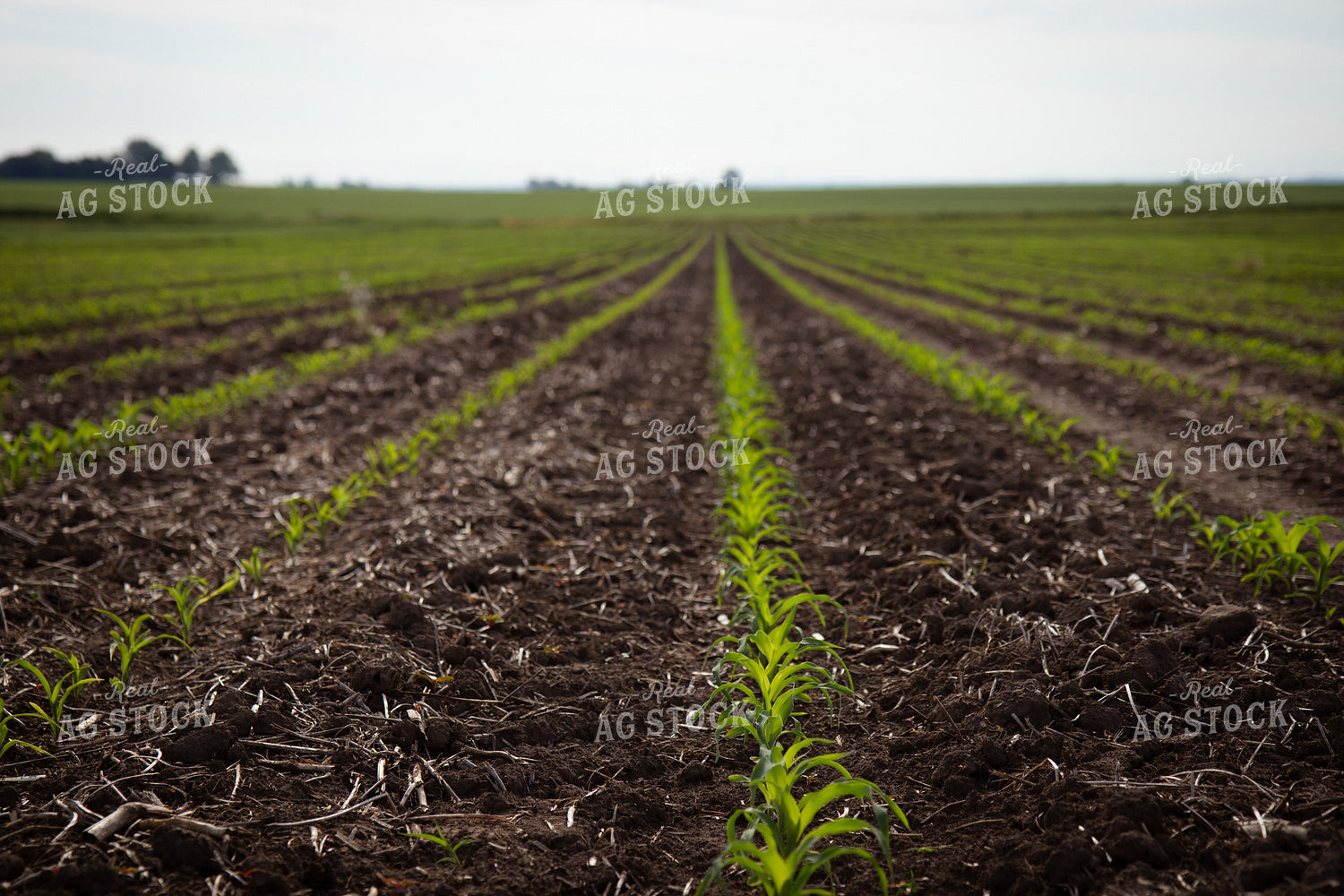 Early Growth Corn Field 268291