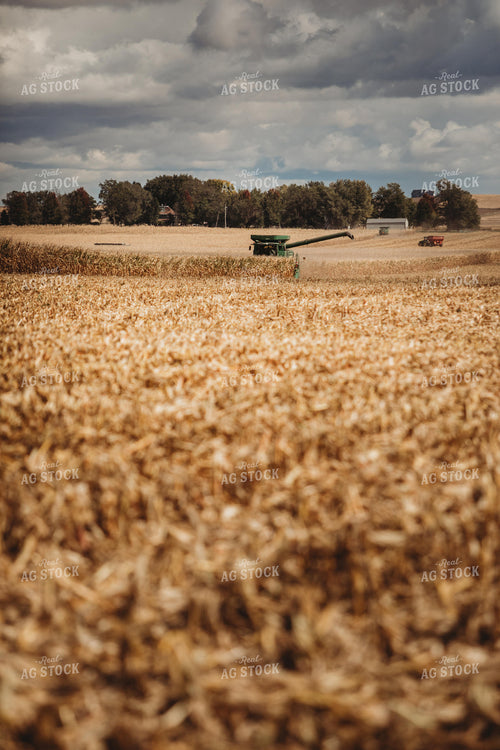 Combine Harvesting Corn 3308