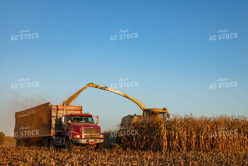 Silage Harvest 152294