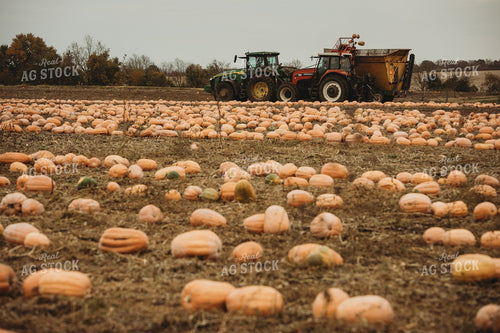 Food Pumpkin Harvest 3559