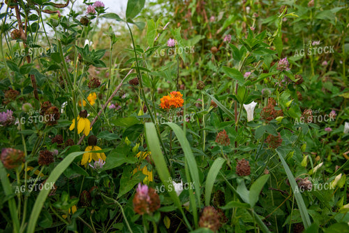 Wildflowers on CRP Land 25049