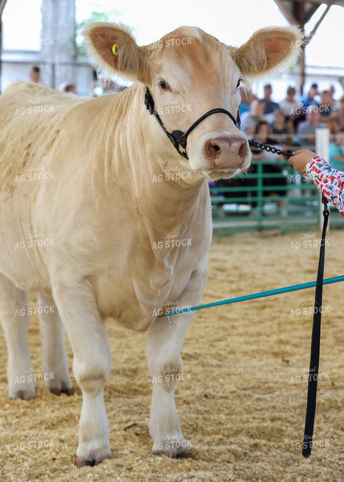 Showing Cattle 160234