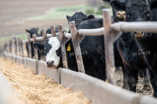 Black Baldy Eating from Feedbunk 193041
