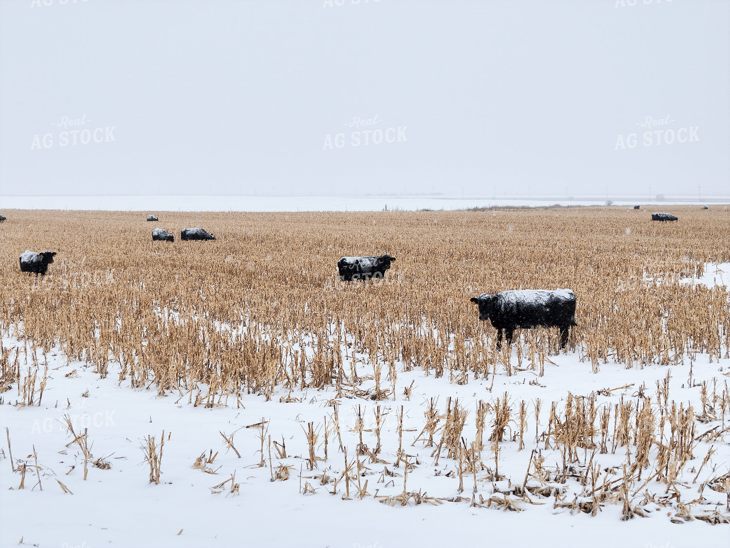 Black Angus Cattle on Milo Stubble 239556