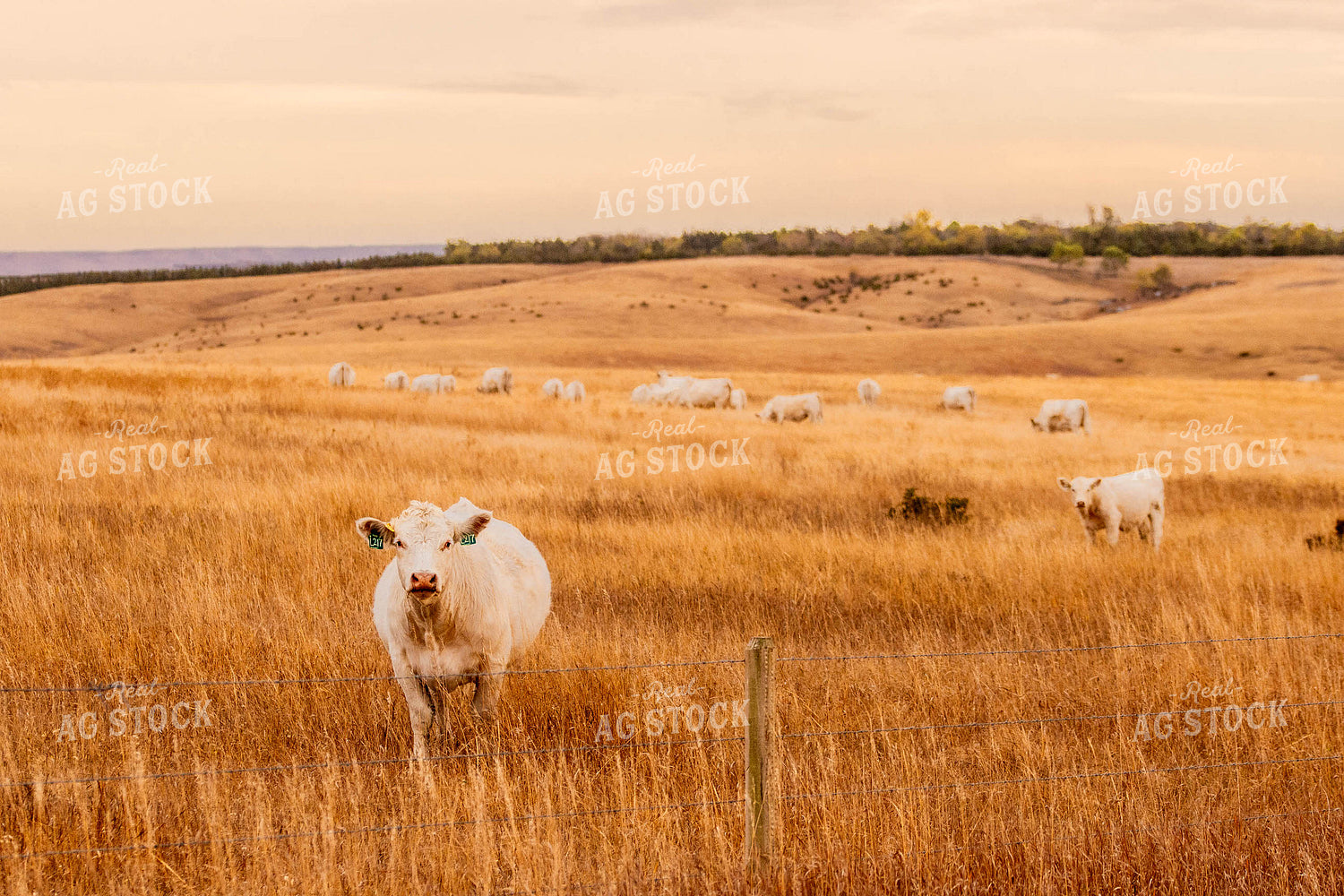 Charolais Cattle 299076