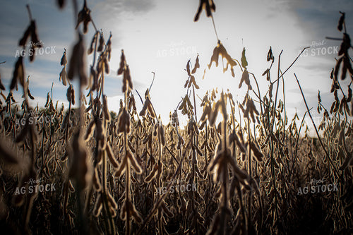Soybean Field Ready for Harvest 50285