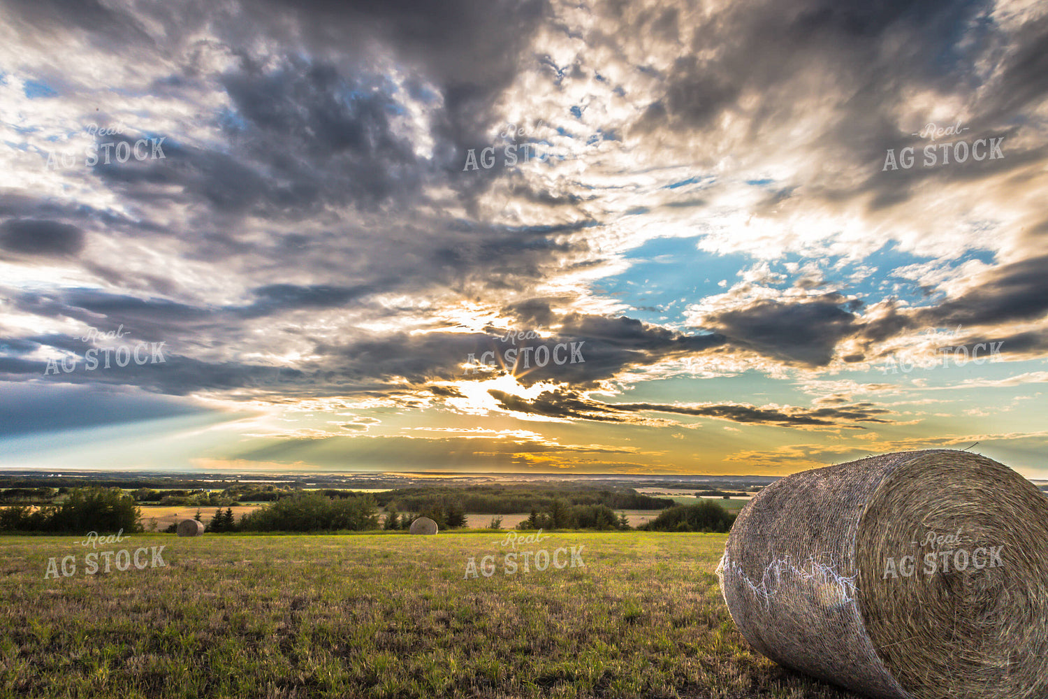 Grass Bales Stand in Field at Sunset 138028