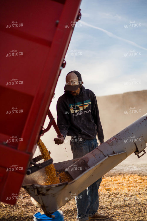 Grinding Corn to Feed Cattle 97279