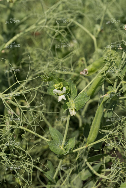 Peas 76656