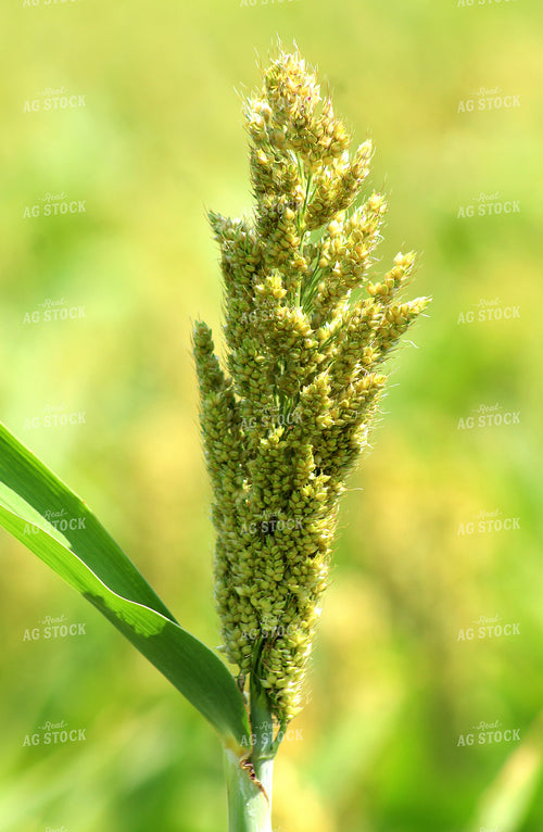 Sorghum 141037