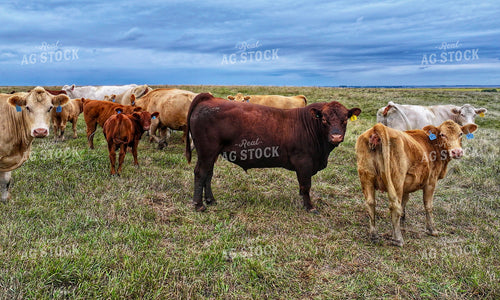 Cattle on Pasture 141440