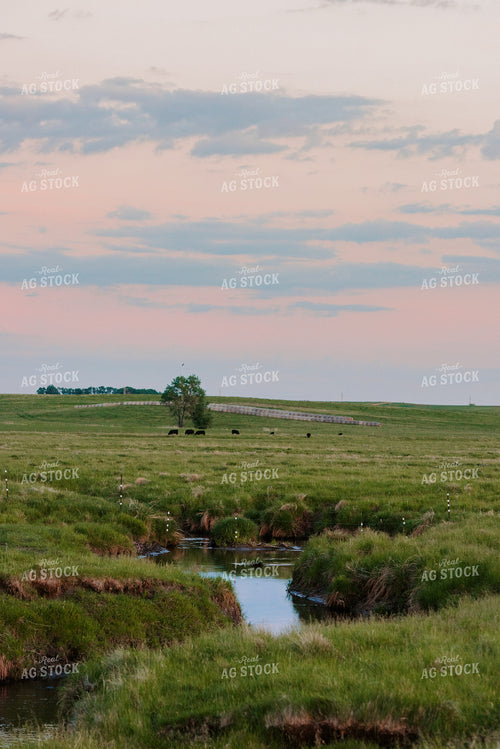 Angus Cattle Grazing in Pasture 68085