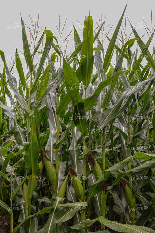 Green Corn with Pollinated Ears 67025