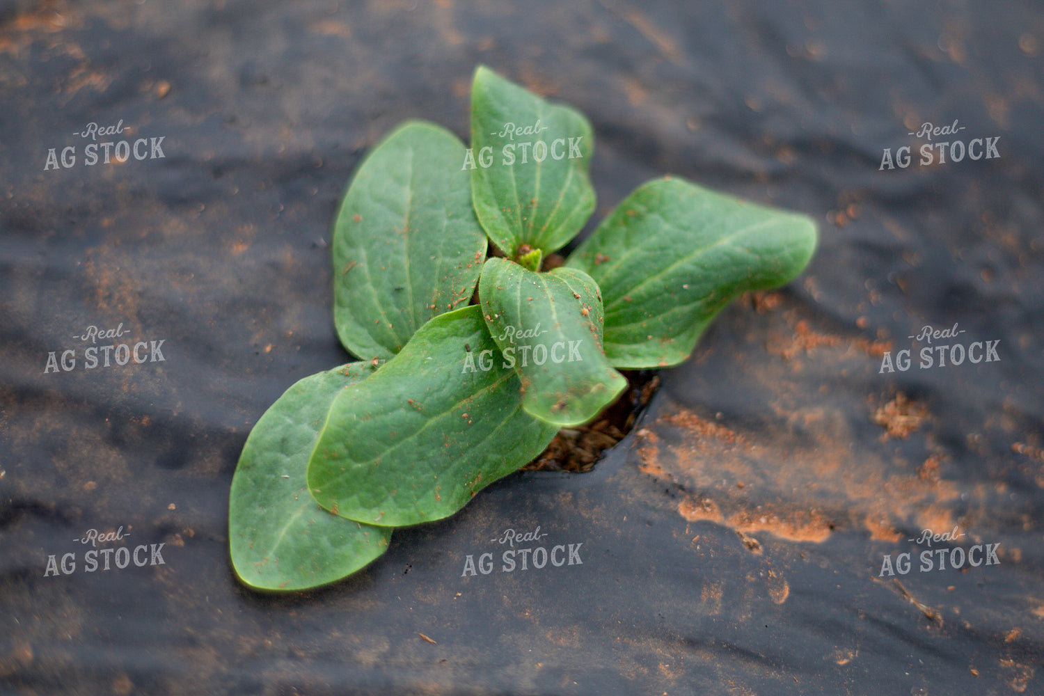 Early Growth Cucumbers 208024