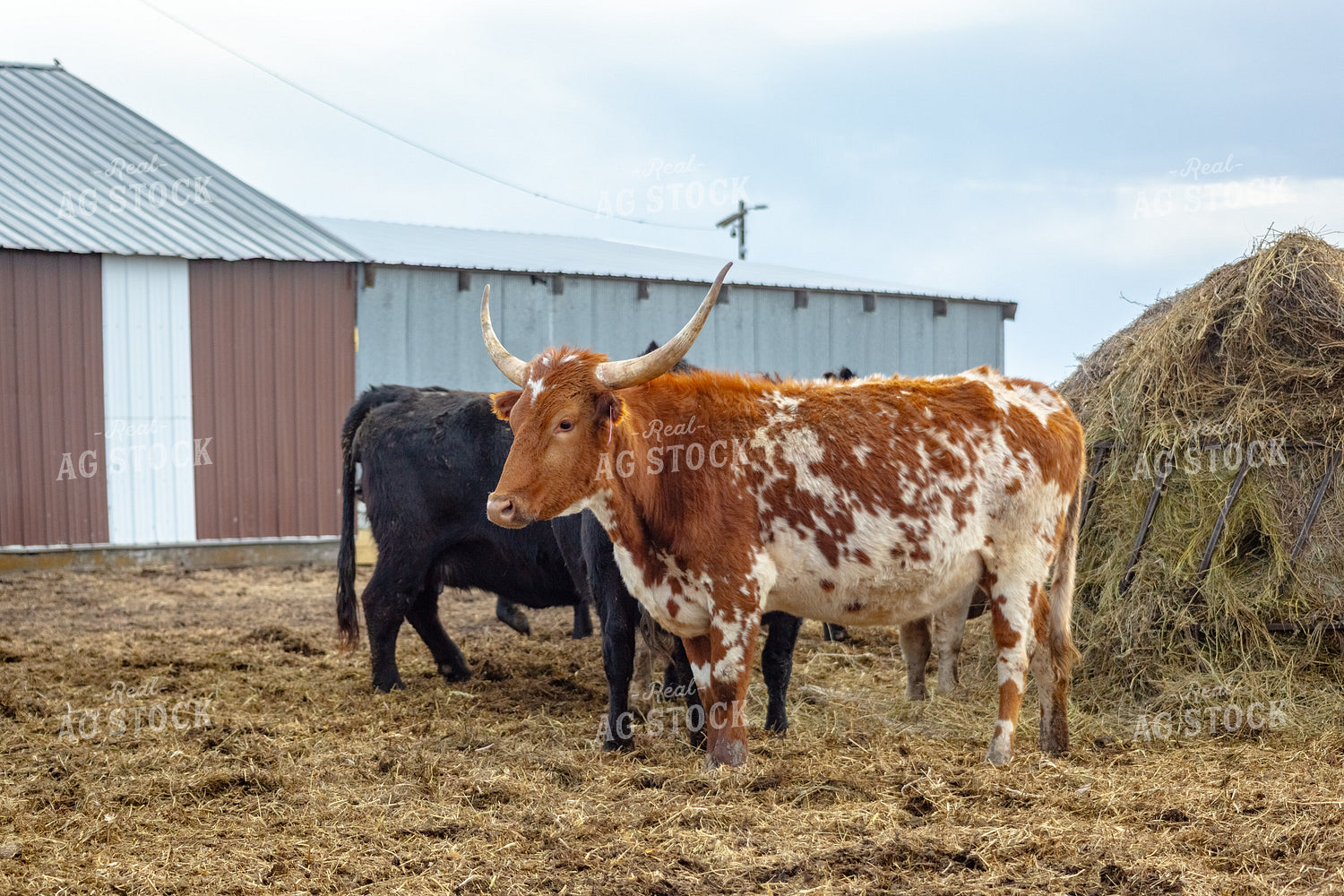 Longhorn Cattle 155385