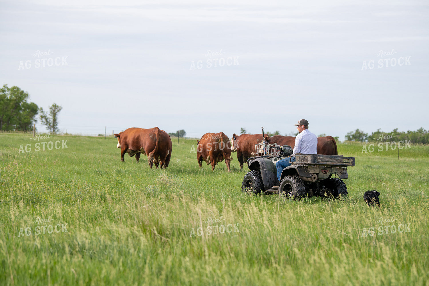 Moving Hereford Cattle 212104