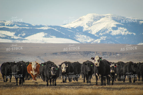 Angus Replacement Heifer Cattle on Pasture 78110