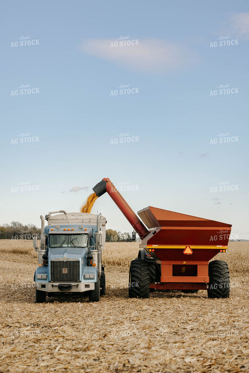 Unloading Corn from Auger Wagon to Semi 152894