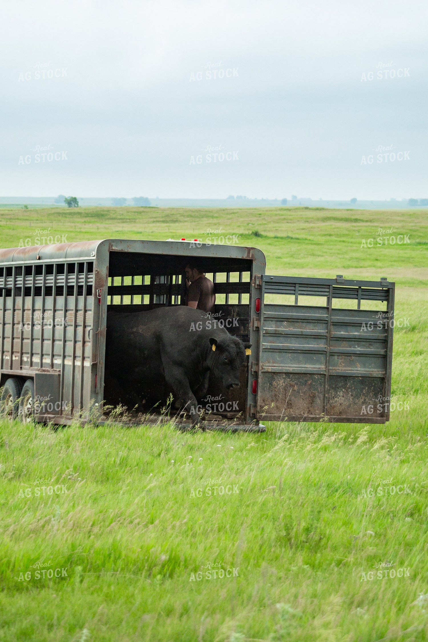 Farmer Putting Bulls Out to Pasture 155637