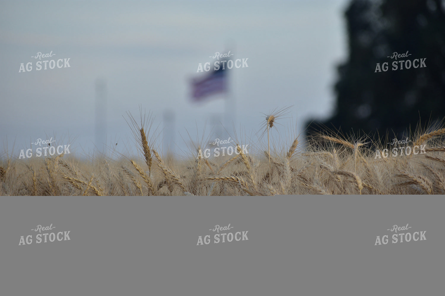 Wheat Field 144008