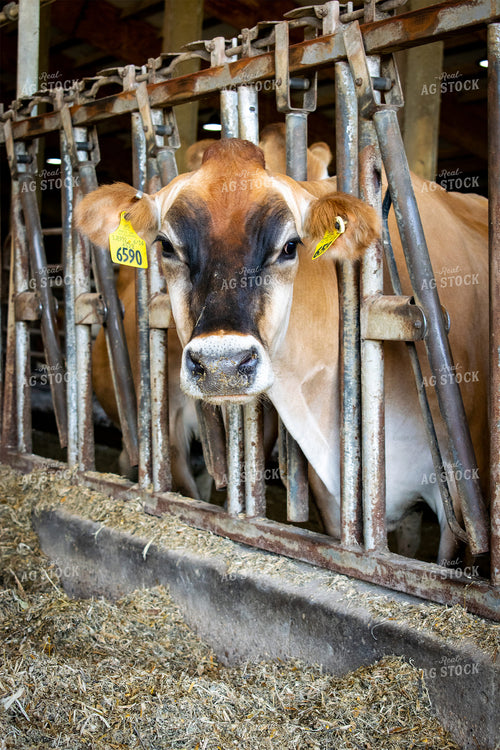 Dairy Cow in Barn 50028