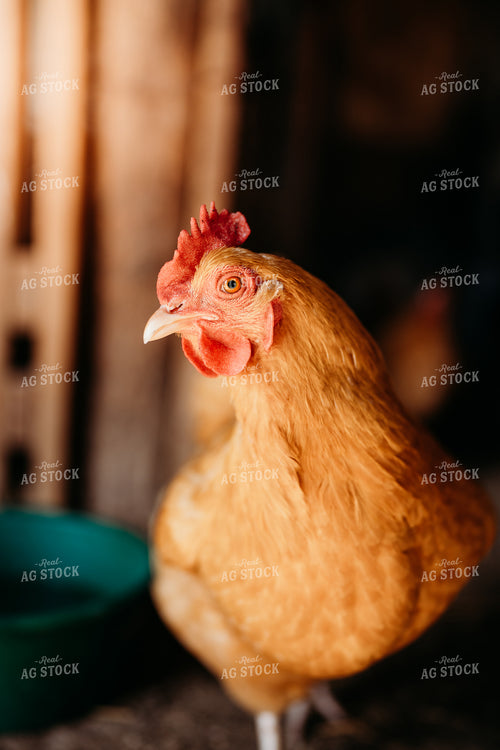 Chicken 196284