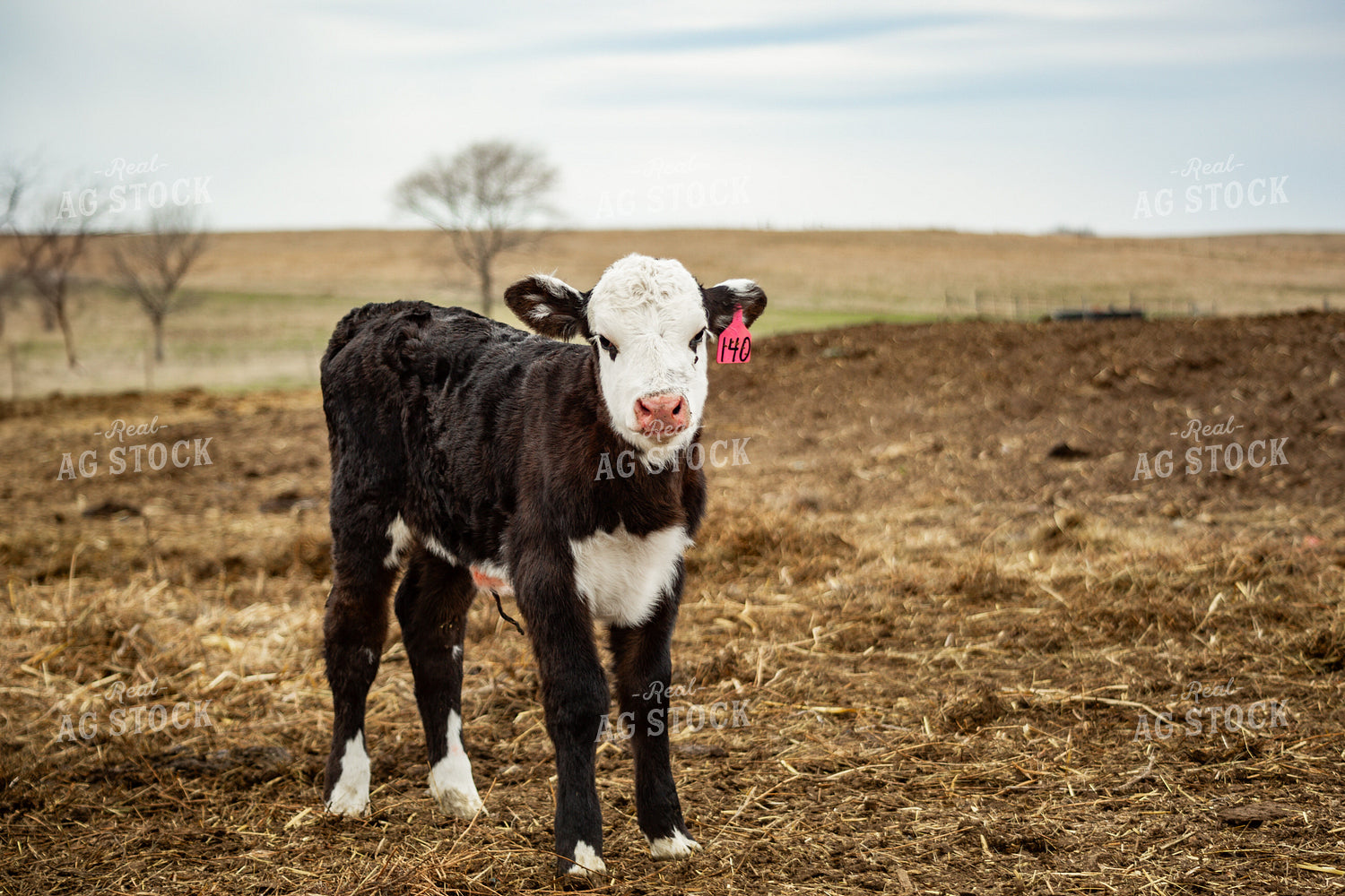 Black Baldy Calf 155669