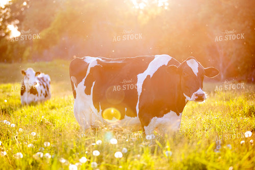 Holstein Dairy Cows in Pasture 55074