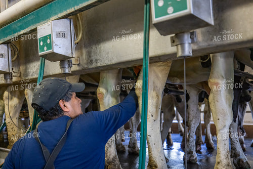 Milking Parlor 270339