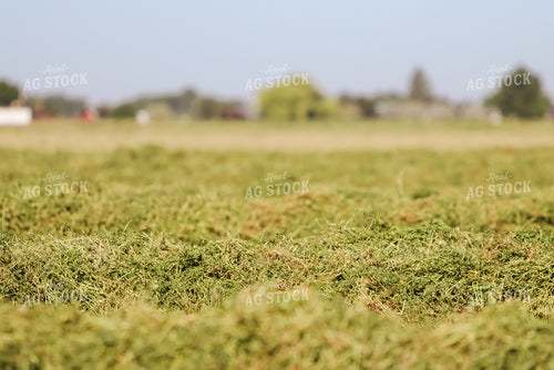 Windrowed Hay 83046