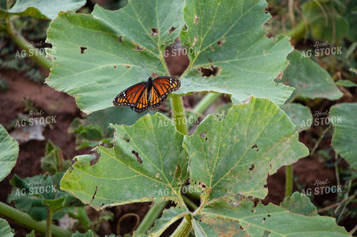 Monarch Butterfly on Leaf 60069