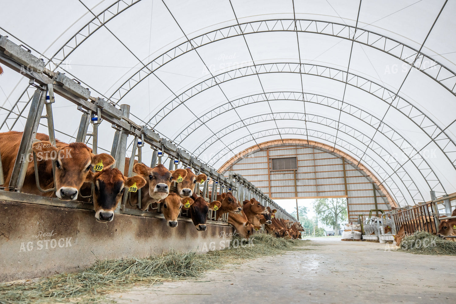 Jersey Cattle Eating in Barn 270462