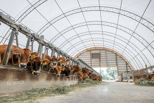 Jersey Cattle Eating in Barn 270462
