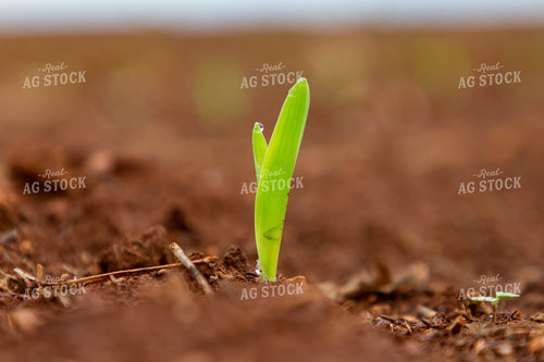 Corn Plant Sprouting 79241