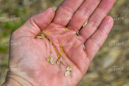Pennycress Seeds 103078