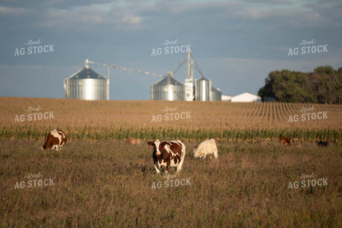 Cattle on Pasture 185031
