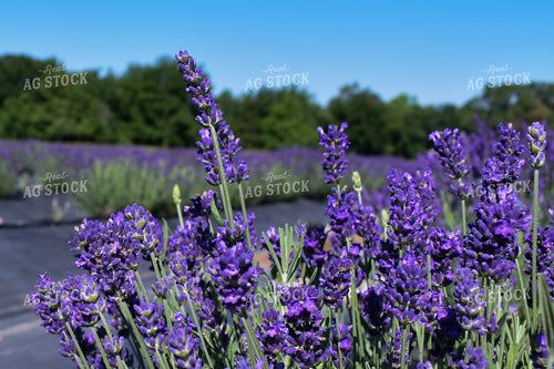 Lavendar 156109