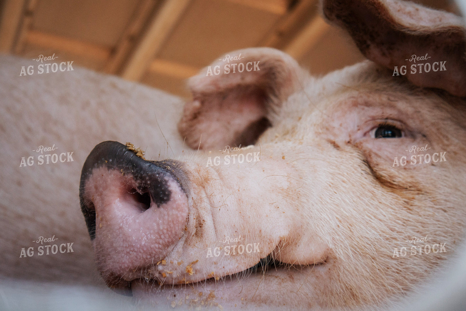 Pigs in Livestock Trailer 289034