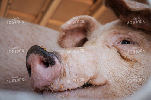 Pigs in Livestock Trailer 289034