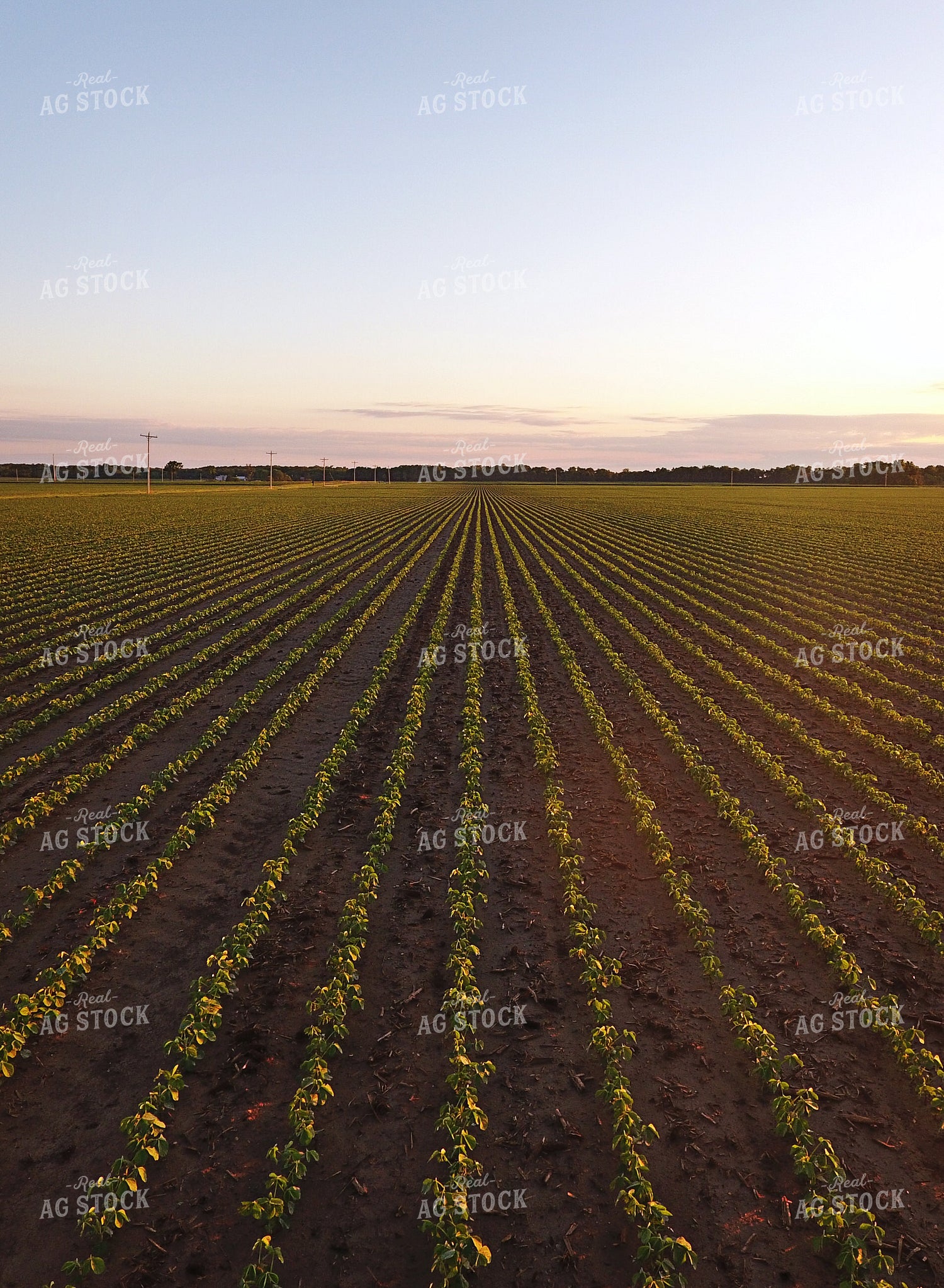 Early Growth Soybeans 100003