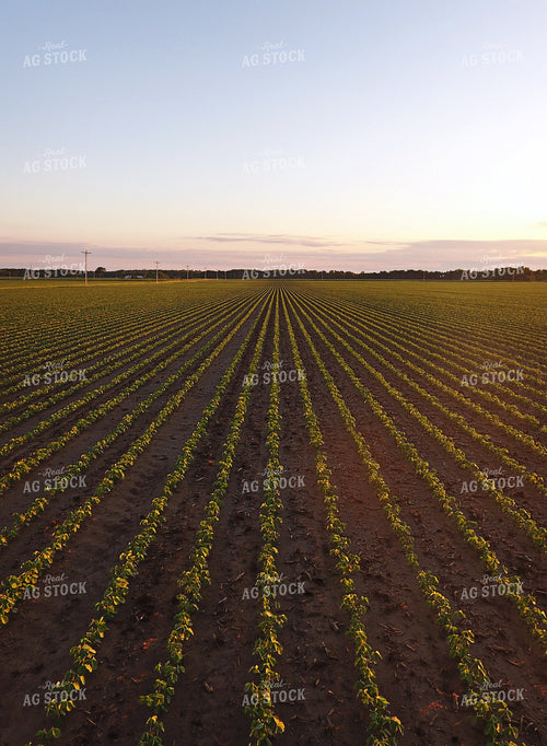 Early Growth Soybeans 100003