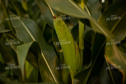 Corn - Mid-Season 2304