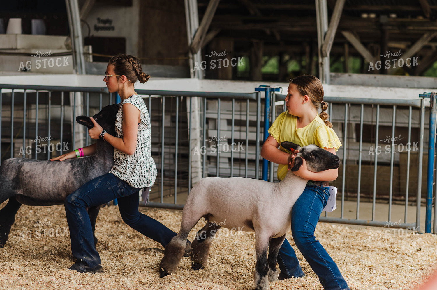 Showing Sheep 115169