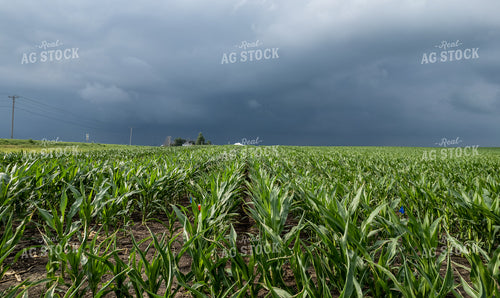 Mid-Season Corn 92018