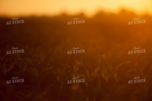 Corn - Mid-Season 1228