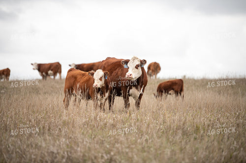 Hereford Cattle 212012