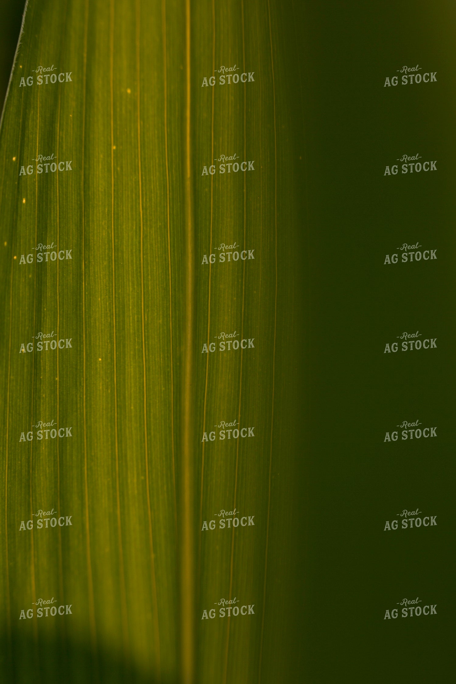 Corn - Mid-Season 1211