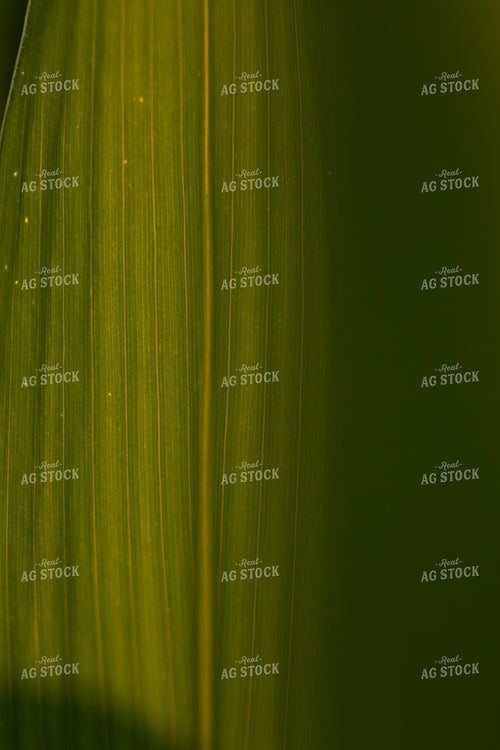 Corn - Mid-Season 1211