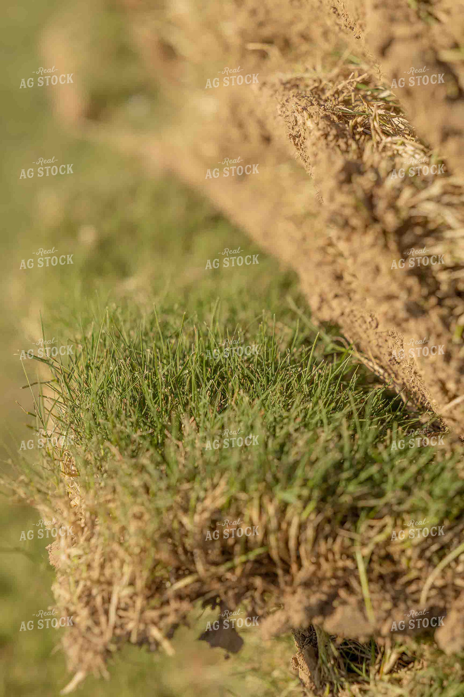 Pallet of Sod 291015